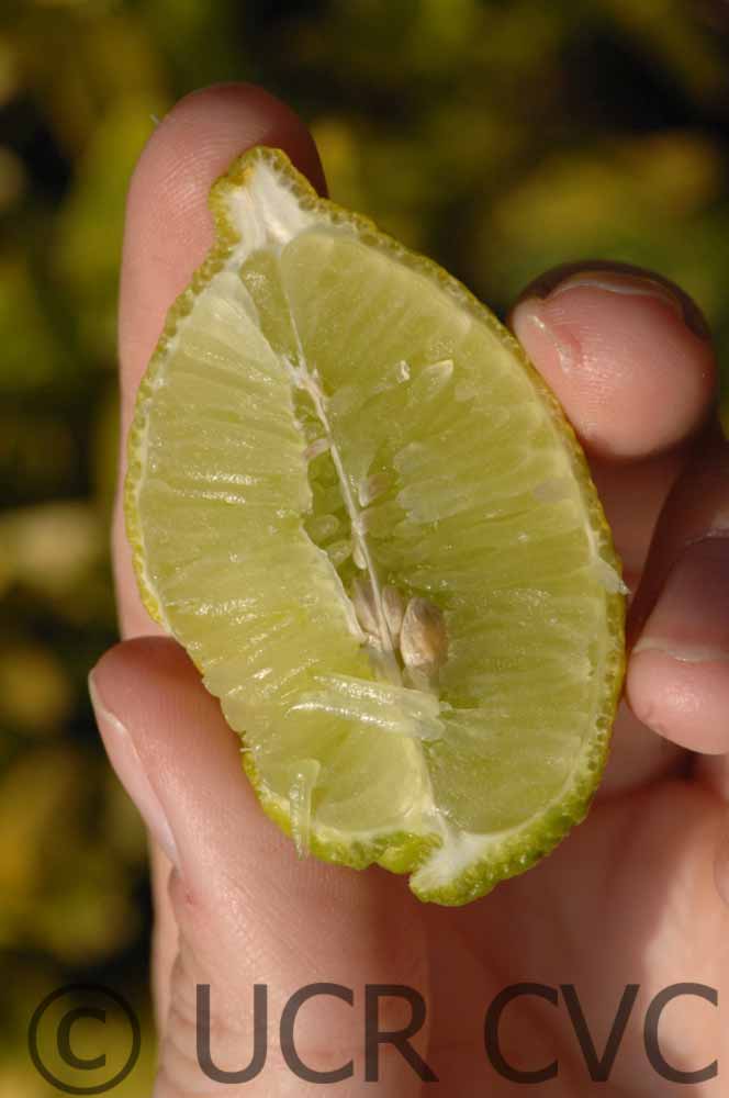              Fruit cross-section (© UCR CVC)       